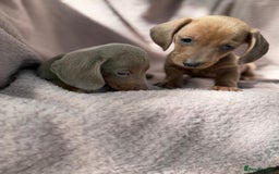 Miniature Dachshund dogs for sale: My amazing sausages are ready for new homes  - Image 3