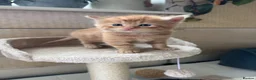 Mixed Breed cats for sale: Stunning kittens from a Maine Coon cross mum - Advert 18