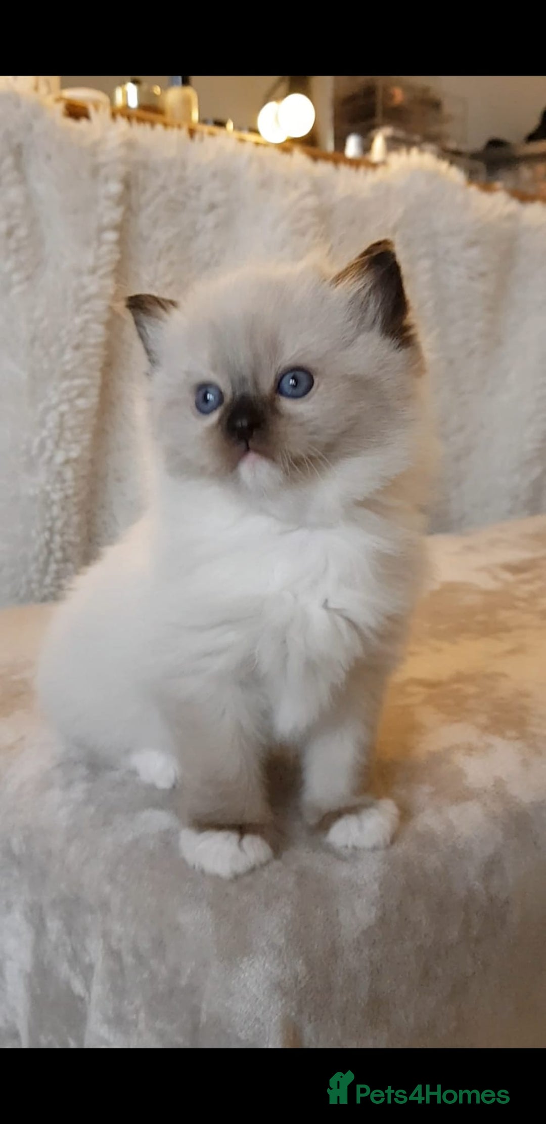 Ragdoll cats for sale: Exceptional Bloodlines Ragdoll kittens  - Advert 18