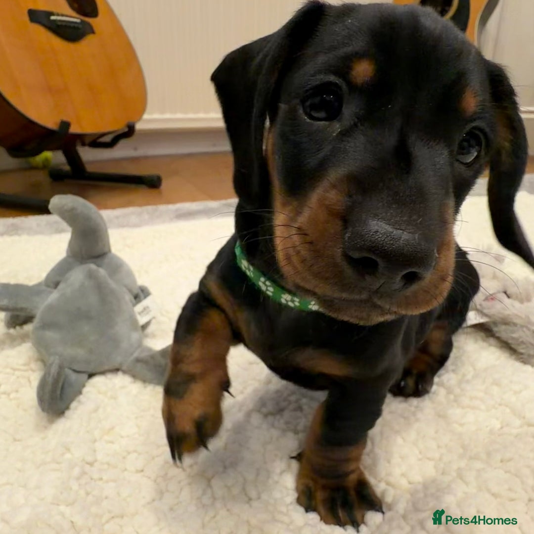 Dachshund dogs for sale: Beautiful Dachshund Puppies – KC Registered Lines - Advert 33