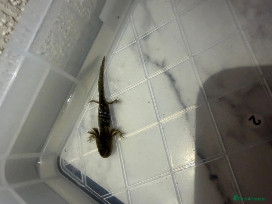 Axolotl reptiles for sale: Axolotl in Exeter - Advert 4