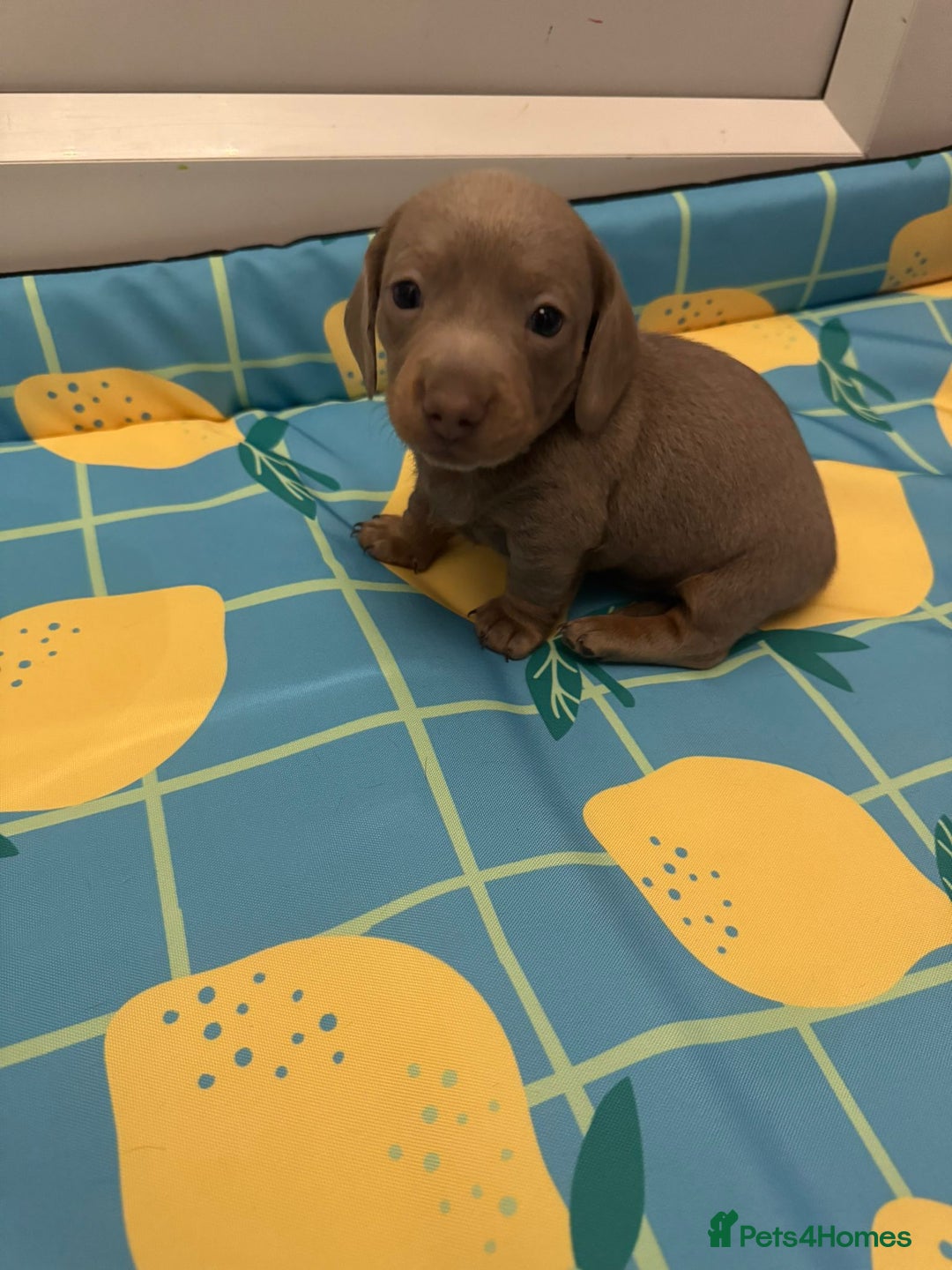 Miniature Dachshund dogs for sale: Miniature dachshund puppies  - Image 12
