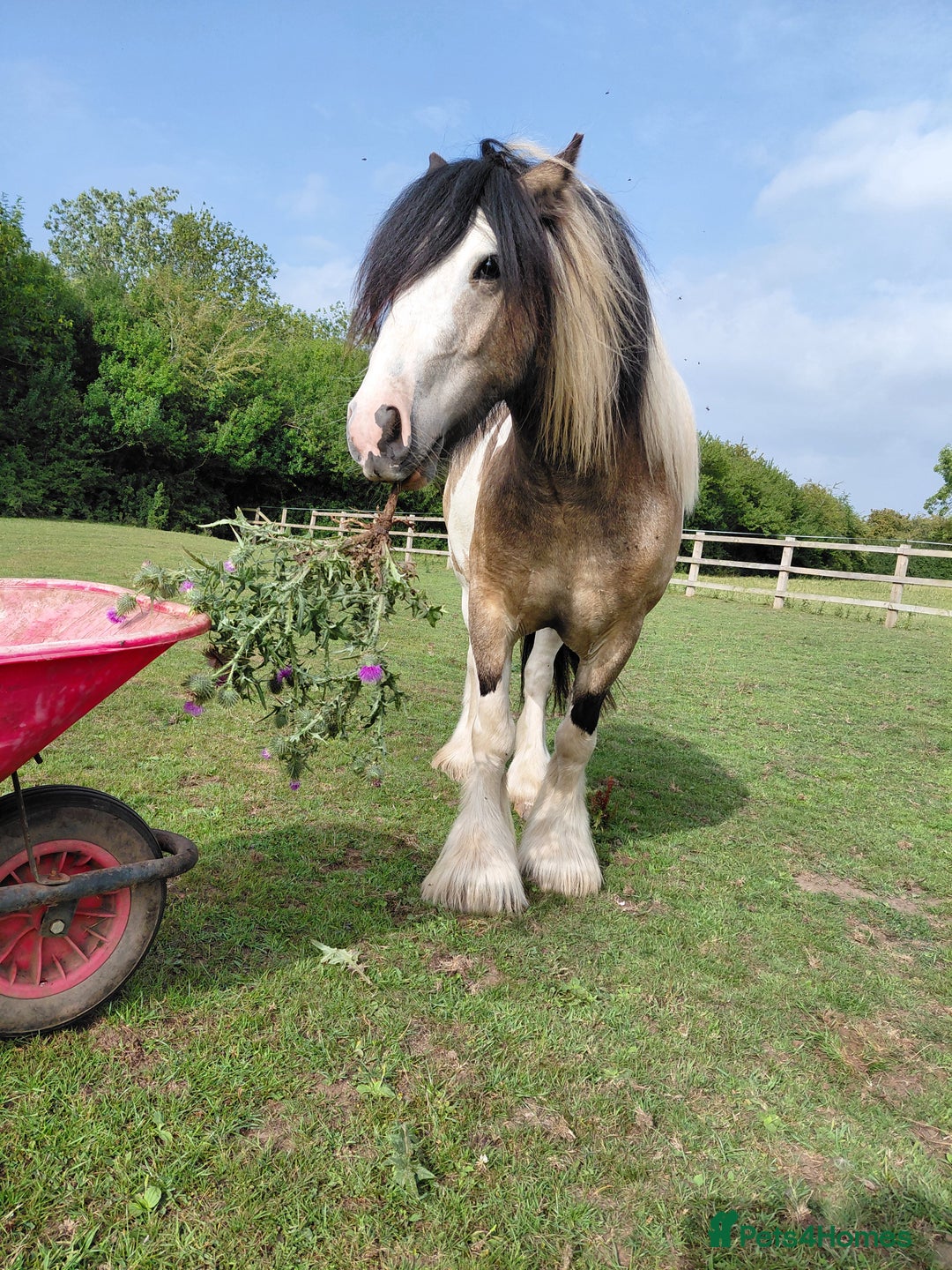 Other Breed horses for sale: Traditional Cob - Image 1