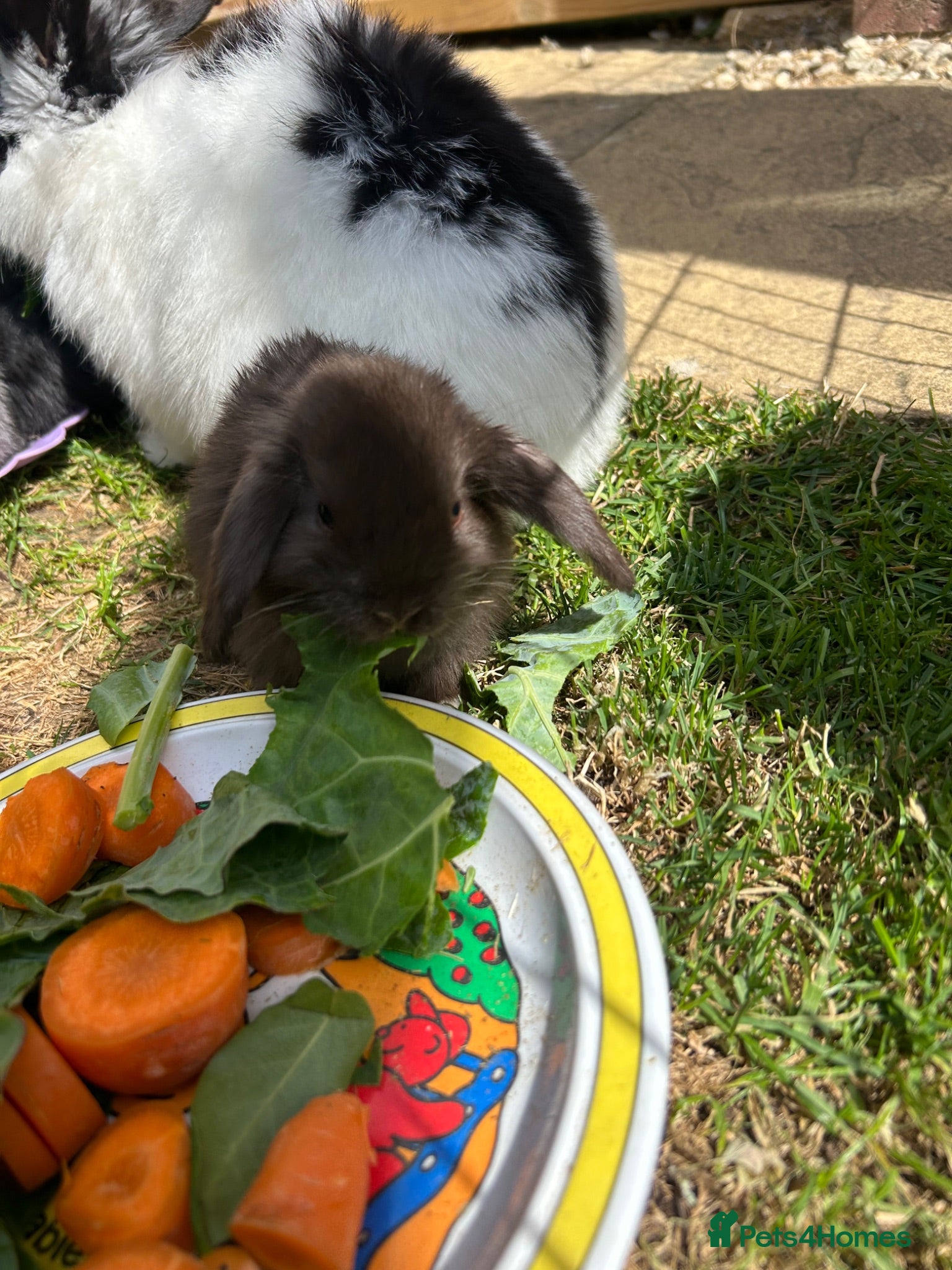 Mini Lop rabbits Beautiful Mini Lop bunnies - range of colours - Advert 2