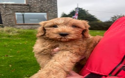 Labradoodle dogs for sale: Beautiful healthy labradoodle puppies  - Image 3