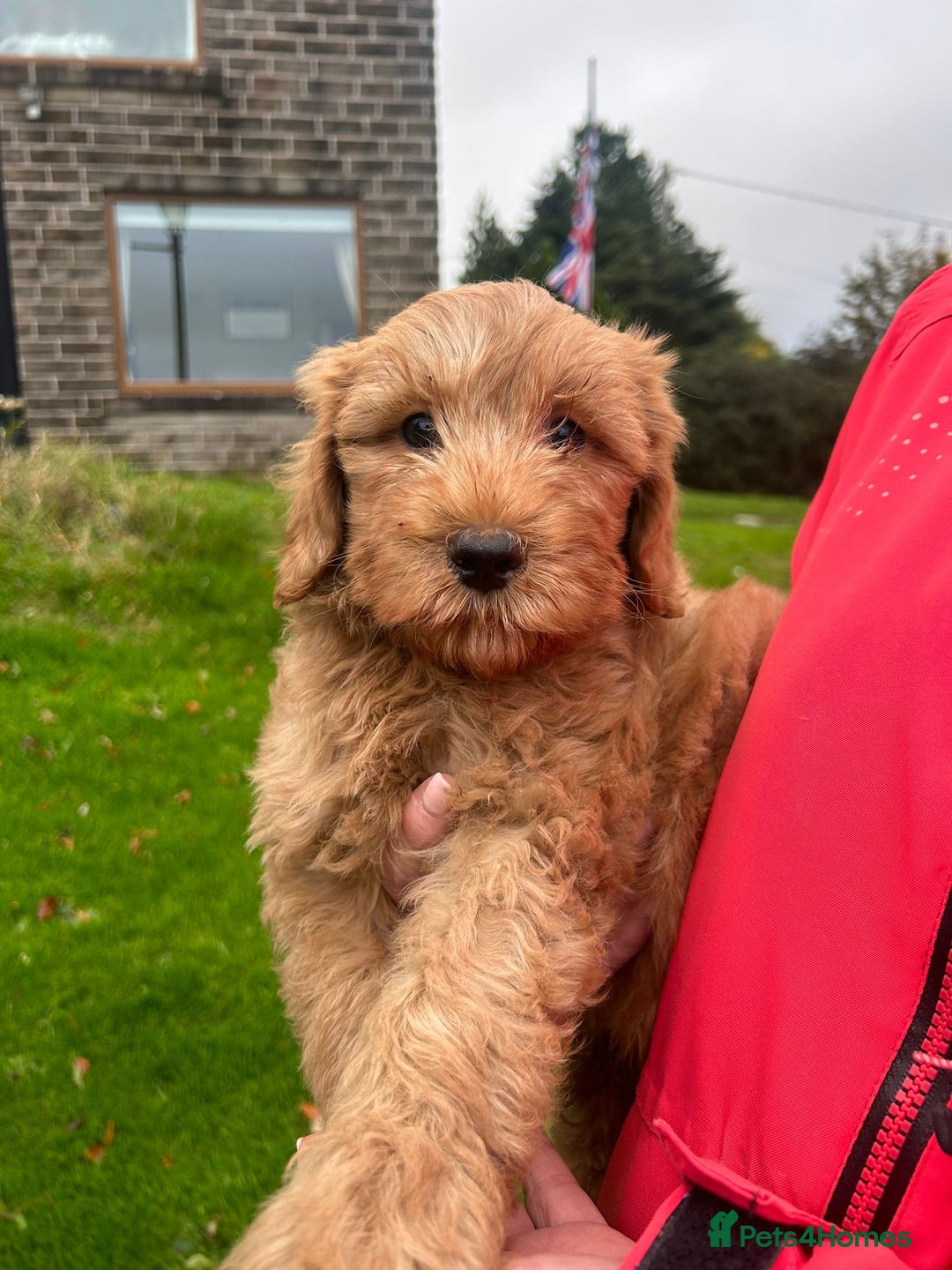 Labradoodle dogs for sale: Beautiful healthy labradoodle puppies  - Image 3