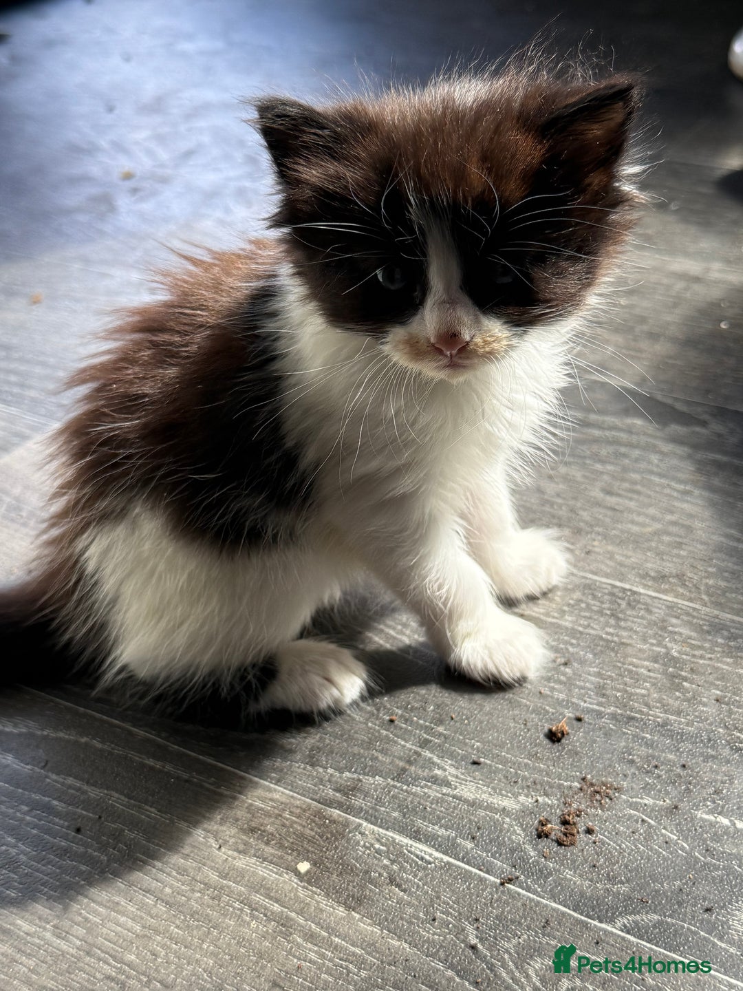 Mixed Breed cats for sale: tuxedo ghost tabby kittens - Image 18