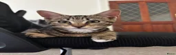 Domestic Shorthair cats for sale: 𝟐 𝐃𝐎𝐌𝐄𝐒𝐓𝐈𝐂 𝐒𝐇𝐎𝐑𝐓𝐇𝐀𝐈𝐑 🤎🩶 - Advert 4