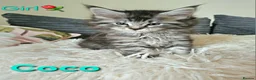 Maine Coon cats for sale: 🐈 Gorgeous Maine Coon Kittens Ready for new homes - Advert 5