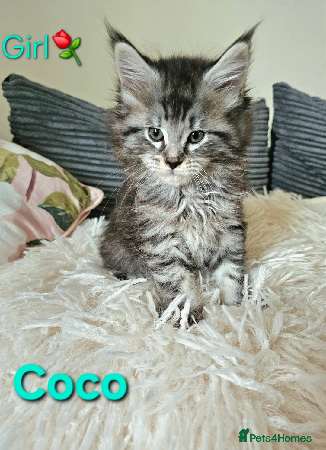 Maine Coon cats for sale: 🐈 Gorgeous Maine Coon Kittens Ready for new homes - Advert 5