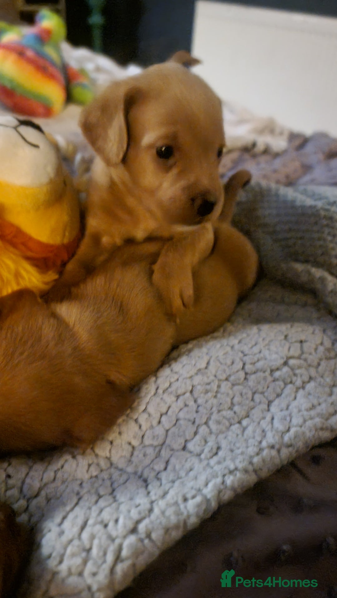 Mixed Breed dogs for sale: Frenchie x cockerpoo pups - Image 12