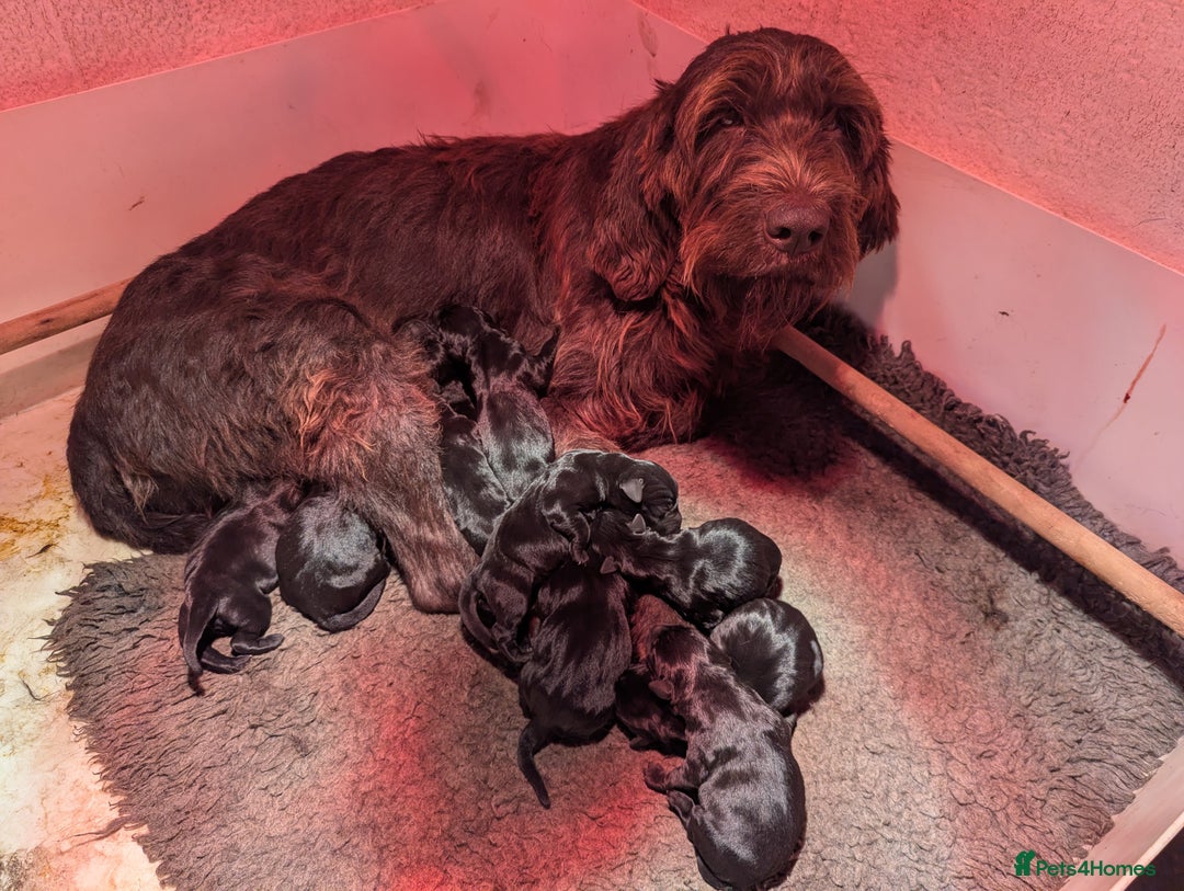 Mixed Breed dogs for sale: Pointer /Labrador puppies - Advert 3