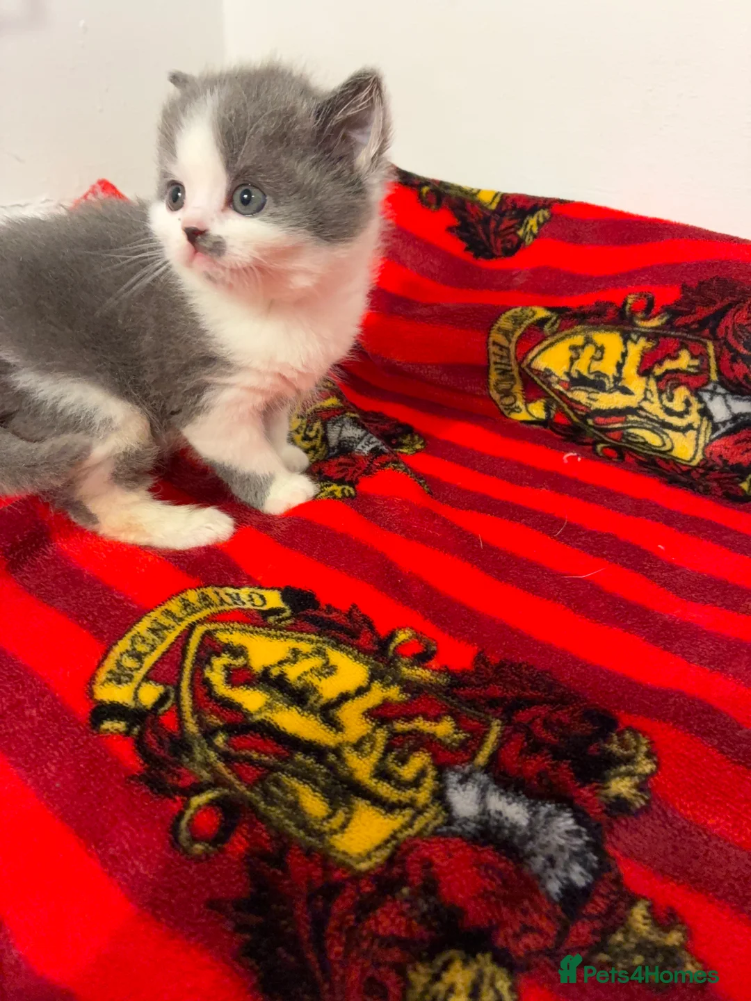 British Shorthair cats for sale: LAST 1 REMAINING BSH TICA KITTENS - Advert 22