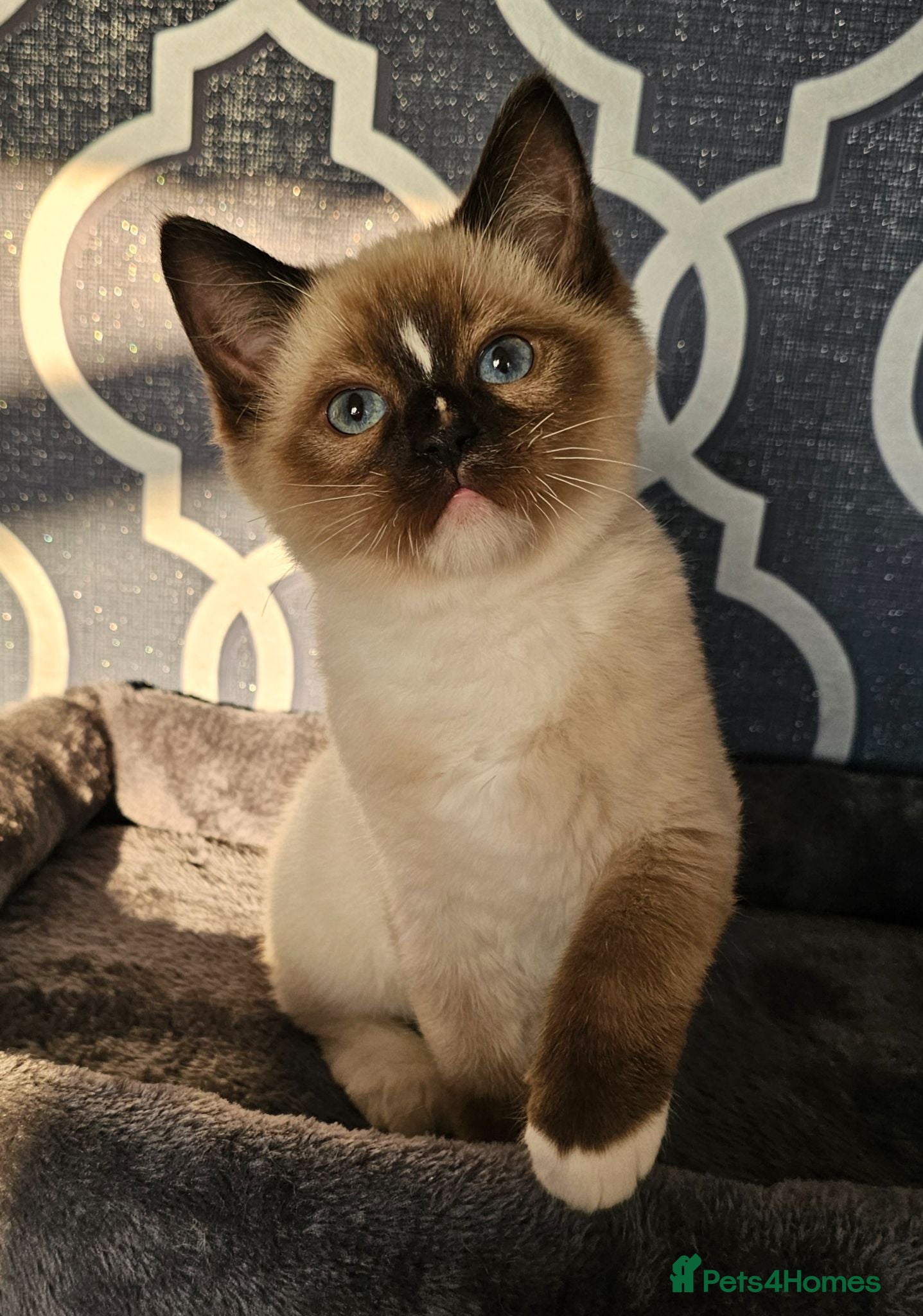 Ragdoll cats 5 Star licence held, Stunning GCCF reg kittens  - Advert 2