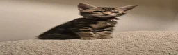 Maine Coon cats for sale: Beautiful Maine Coon X Ginger Kittens Sale - Advert 2