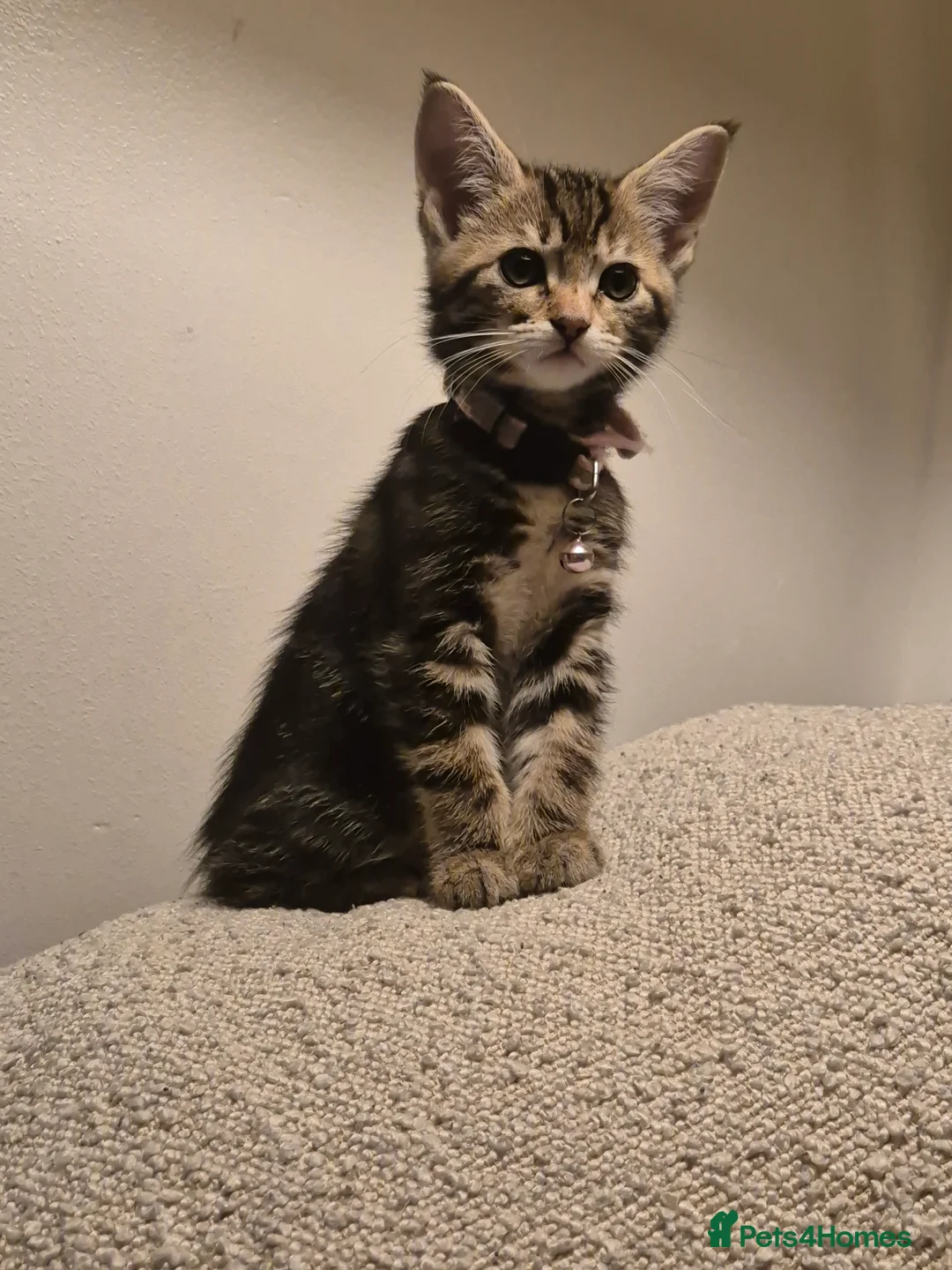 Maine Coon cats for sale: Beautiful Maine Coon X Ginger Kittens Sale - Advert 2