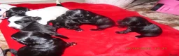 Cocker Spaniel dogs for sale: Cocker spaniel pups  - Advert 2