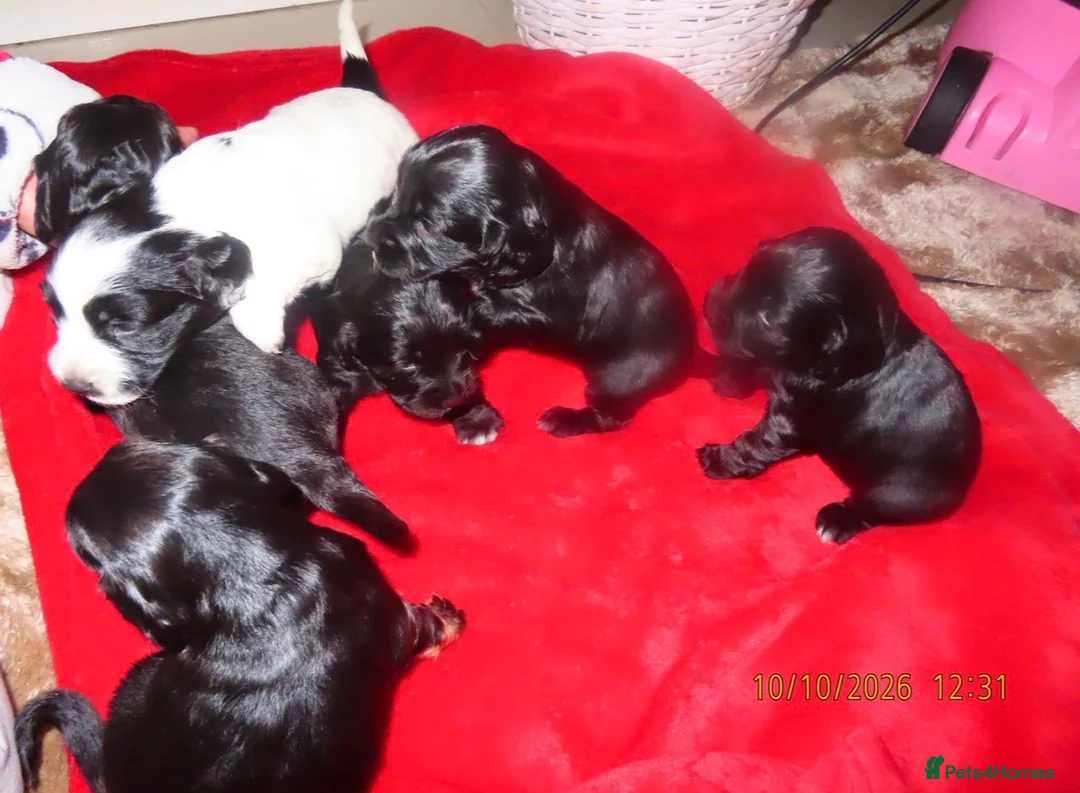 Cocker Spaniel dogs for sale: Cocker spaniel pups  - Advert 2