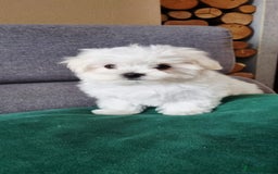 Maltese dogs for sale: One Maltese boy  100% pure breed   - Image 9