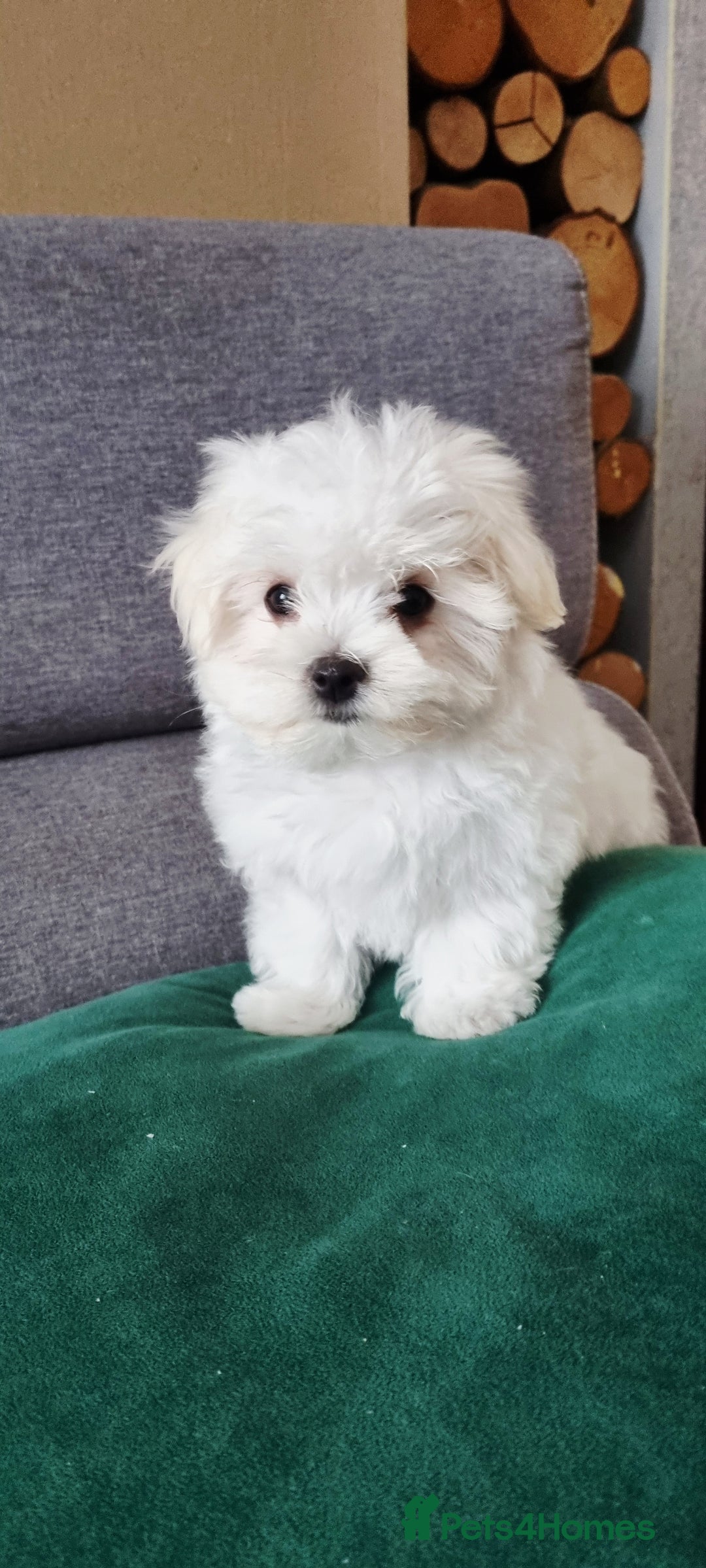 Maltese dogs for sale: One Maltese boy  100% pure breed   - Image 9