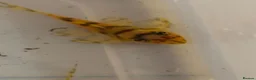 Plecos fish for sale: L236 super yellow. 1”. - Advert 3
