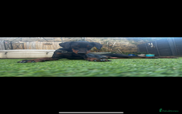 Dobermann dogs for sale: Doberman | Male | 6YO - Image 2