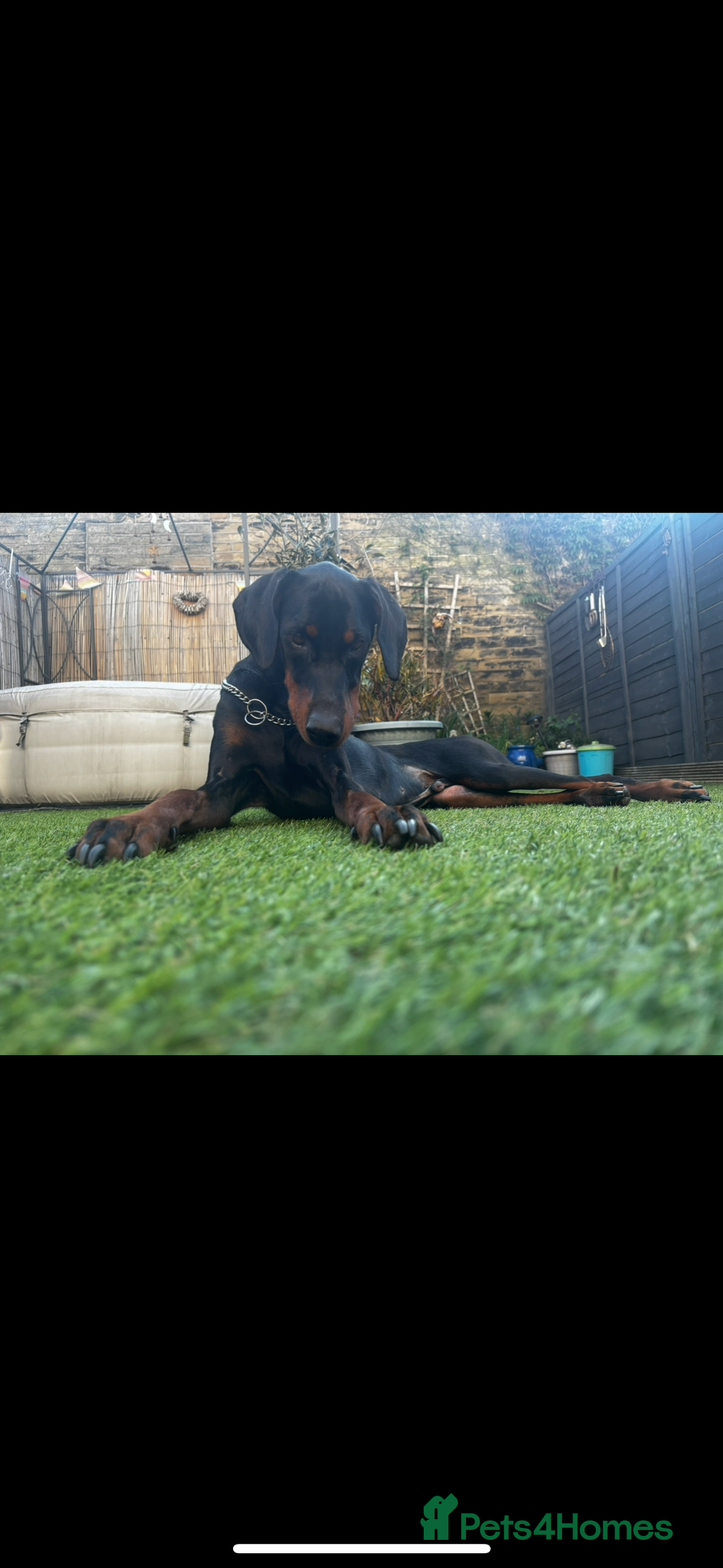Dobermann dogs for sale: Doberman | Male | 6YO - Image 2