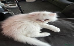 Mixed Breed cats for sale: 2 beautiful Persian/ragdoll boys  - Image 5