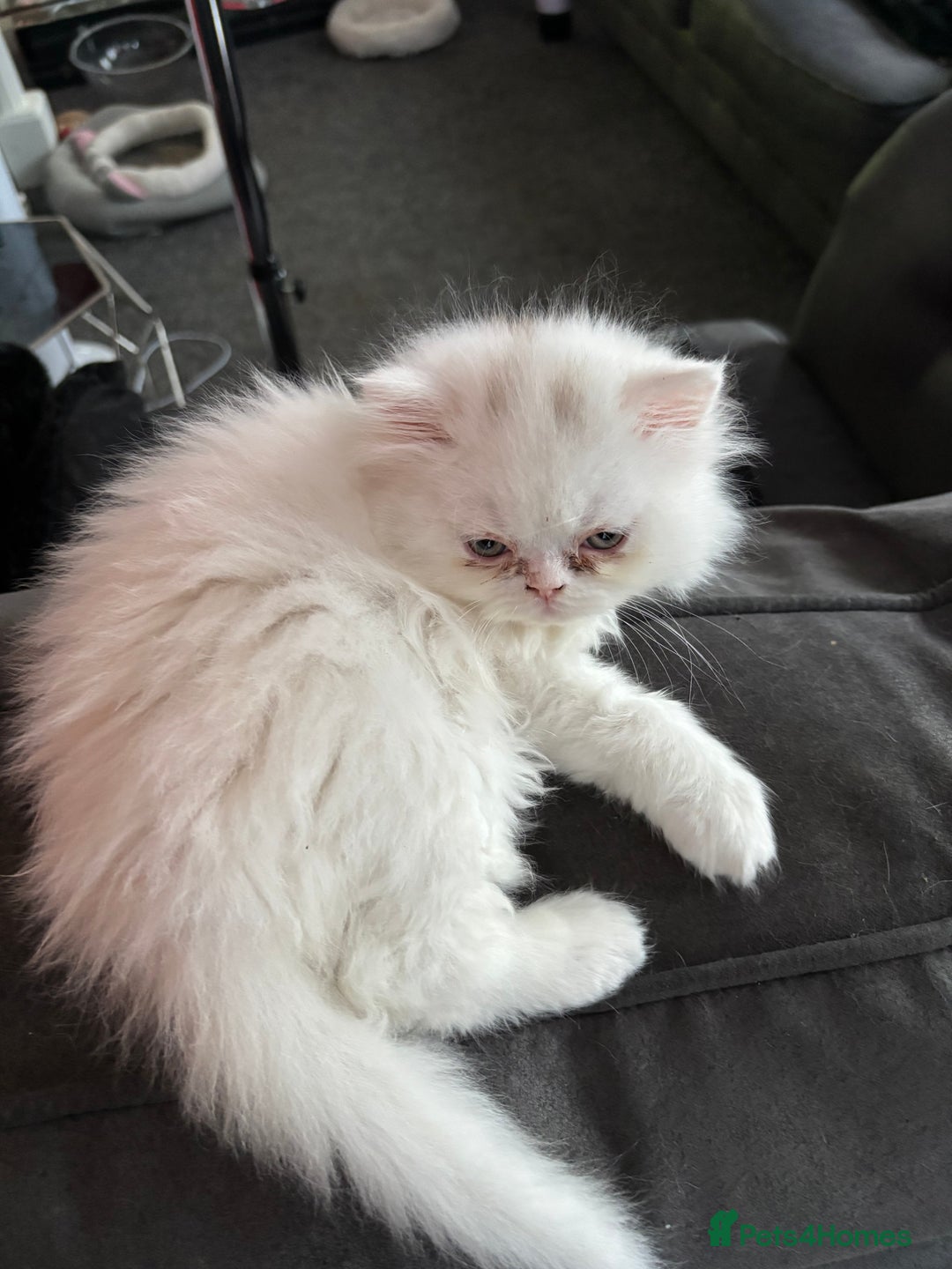 Mixed Breed cats for sale: 2 beautiful Persian/ragdoll boys  - Image 5
