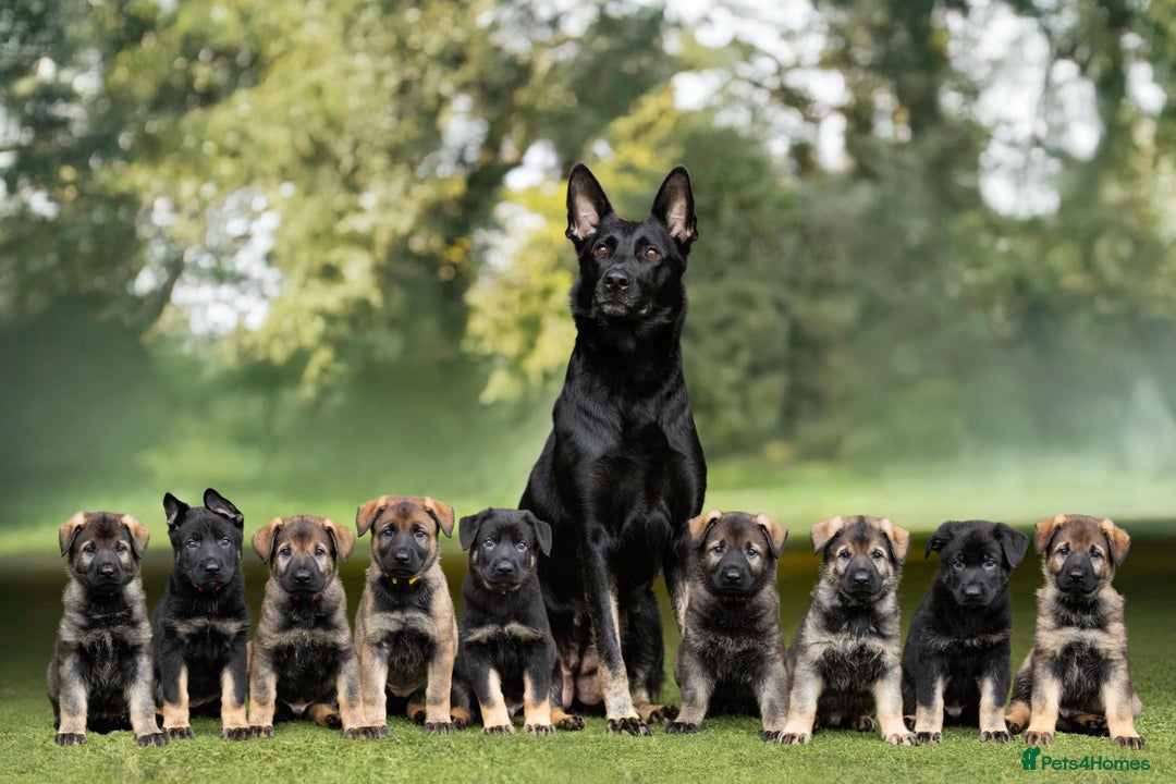 German Shepherd dogs for sale: Working GSD Puppy - Advert 1