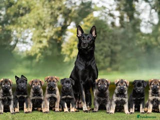 German Shepherd dogs Working GSD Puppy - Advert 1