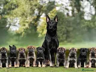 German Shepherd dogs Working GSD Puppy - Advert 2