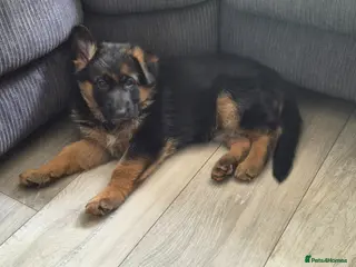 German Shepherd dogs Beautiful German shepherd puppies - Advert 6