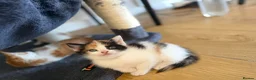 Mixed Breed cats for sale: 6 beautiful kittens  in Bilston - Advert 3