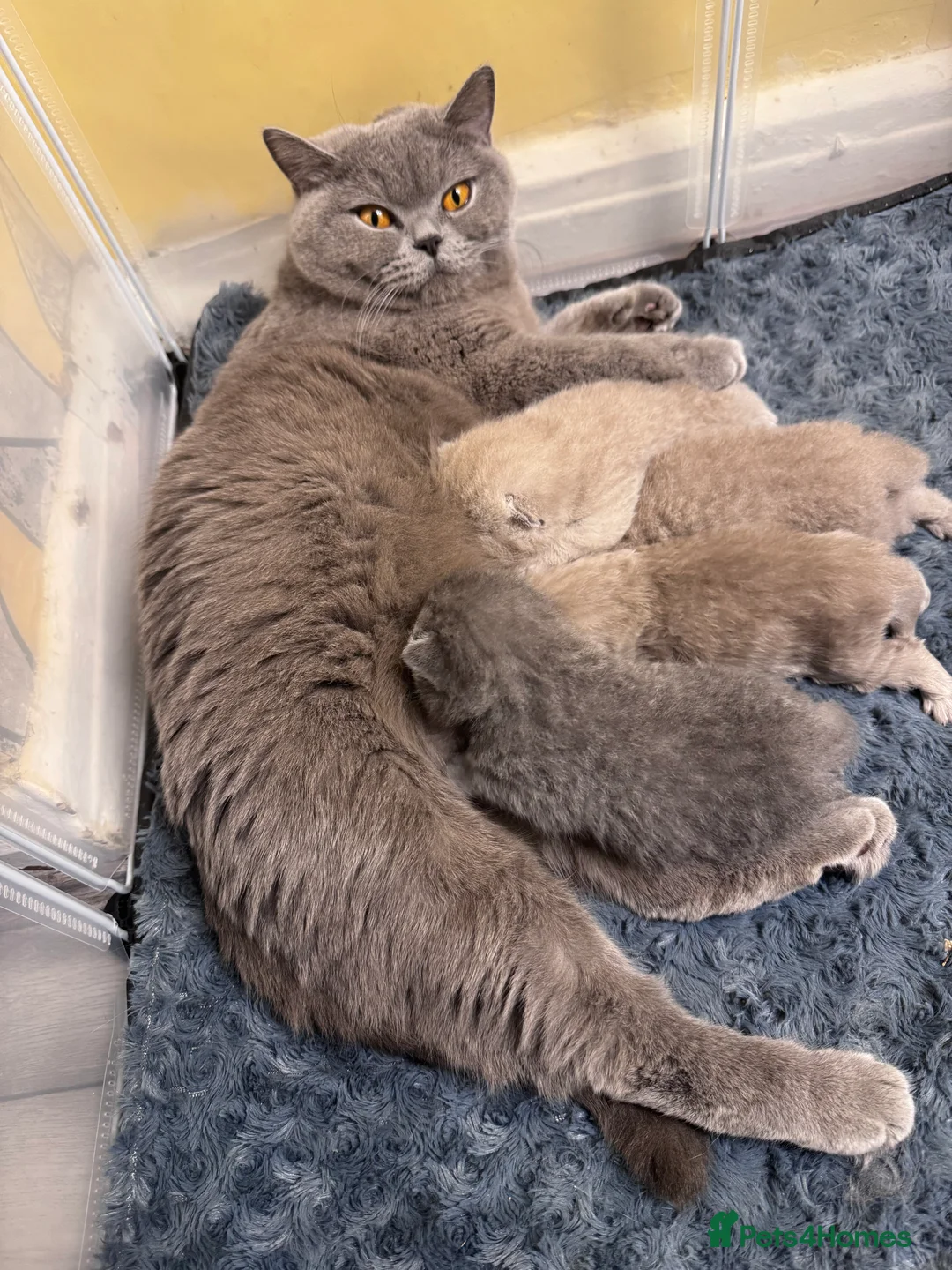 British Shorthair cats for sale: Champion Line British Shorthair Kittens GCCF 🏆 - Advert 1