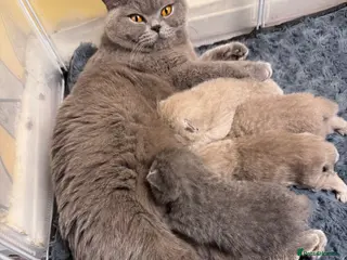 British Shorthair cats Champion Line British Shorthair Kittens GCCF 🏆 - Advert 1
