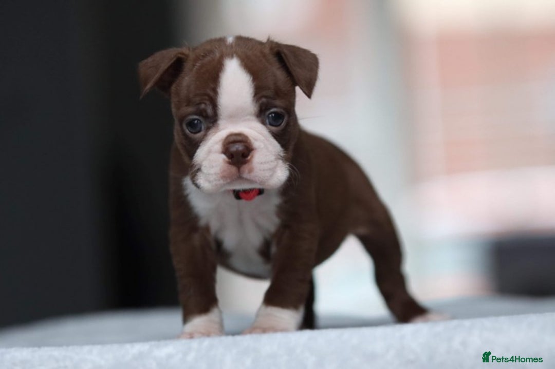 Boston Terrier dogs for stud: KING OF THE MIDLANDS LILAC BOSTON STUD HC CLEAR in West Bromwich - Image 8