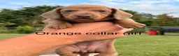 Miniature Dachshund dogs for sale: Beautiful miniature dachshund puppies available  - Advert 14