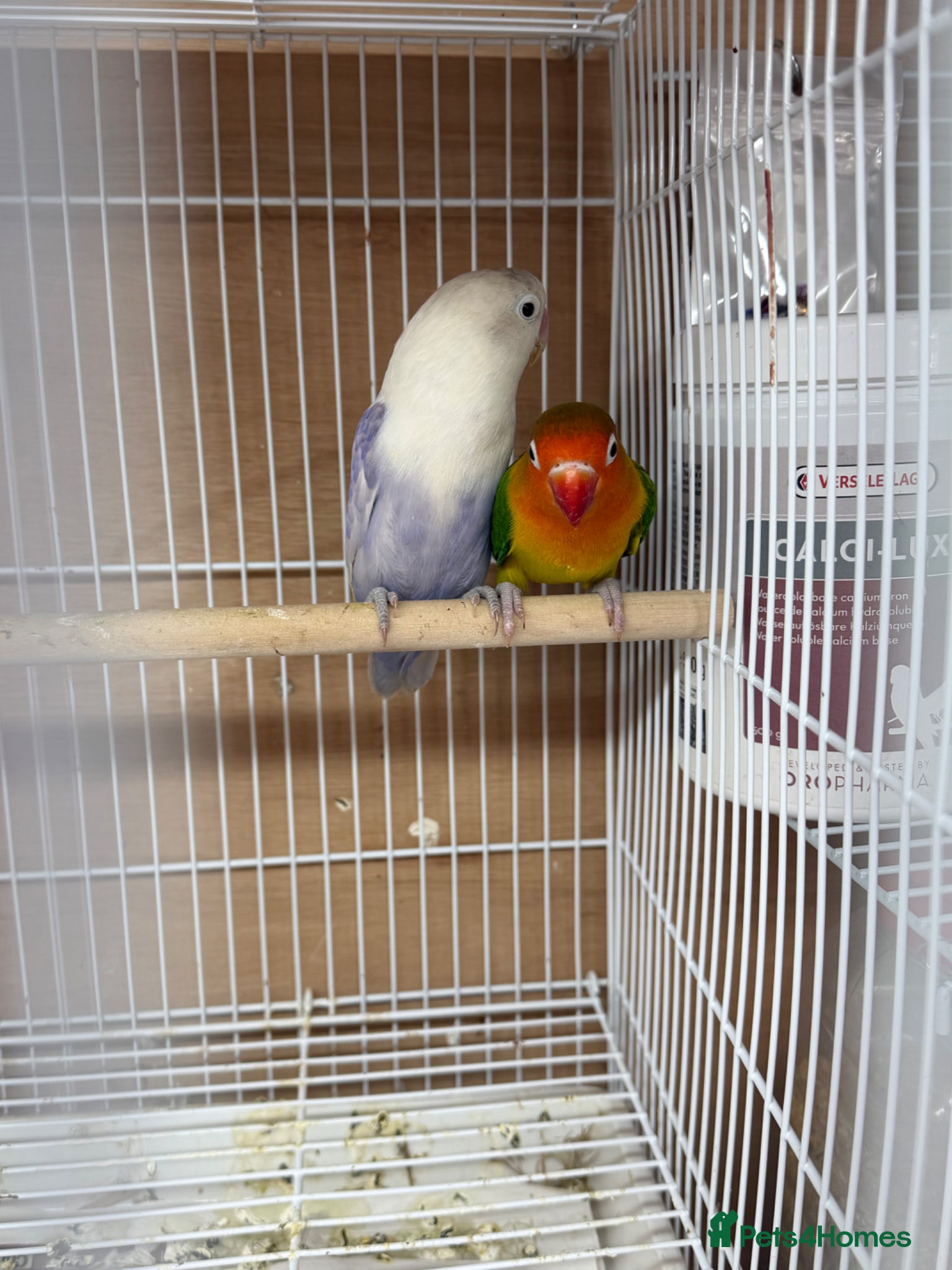 Lovebirds birds Lovebirds pair - Advert 10