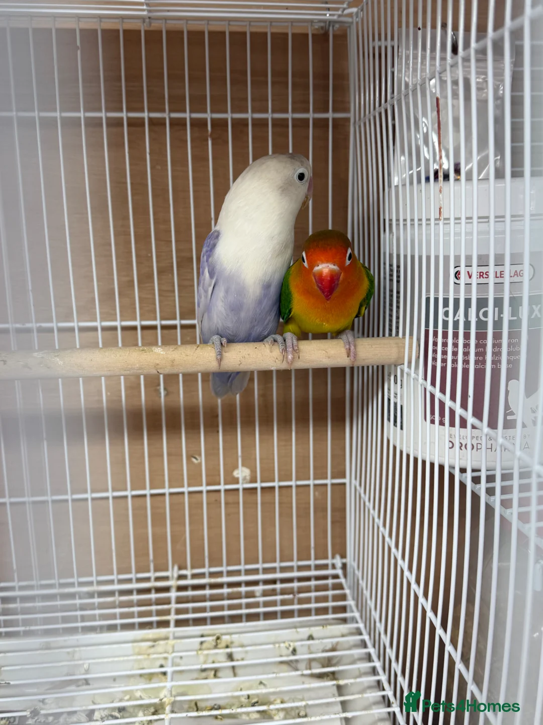 Lovebirds birds for sale: Lovebirds pair - Advert 1