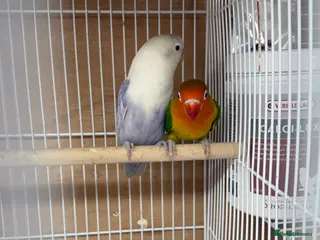 Lovebirds birds Lovebirds pair - Advert 7