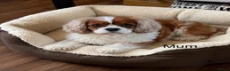 Cavapoo dogs for sale: 🐾 Extensively Health Tested Puppies 🐾 - Advert 12