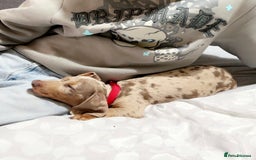 Dachshund dogs for sale: Dachshund Miniature Smooth Haired - Image 2