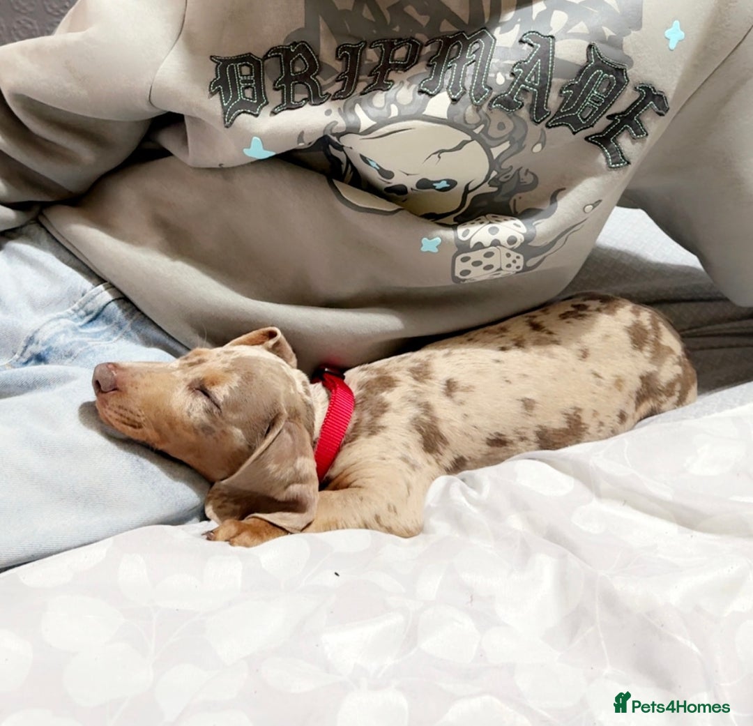 Dachshund dogs for sale: Dachshund Miniature Smooth Haired - Image 2