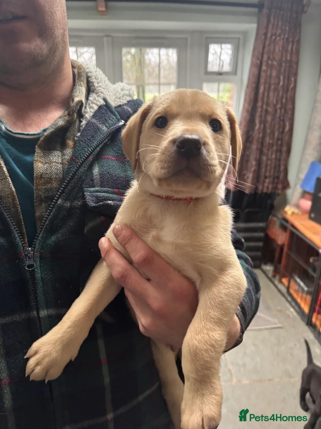 Labrador Retriever dogs for sale: KC Labrador Puppies from top line - Advert 3