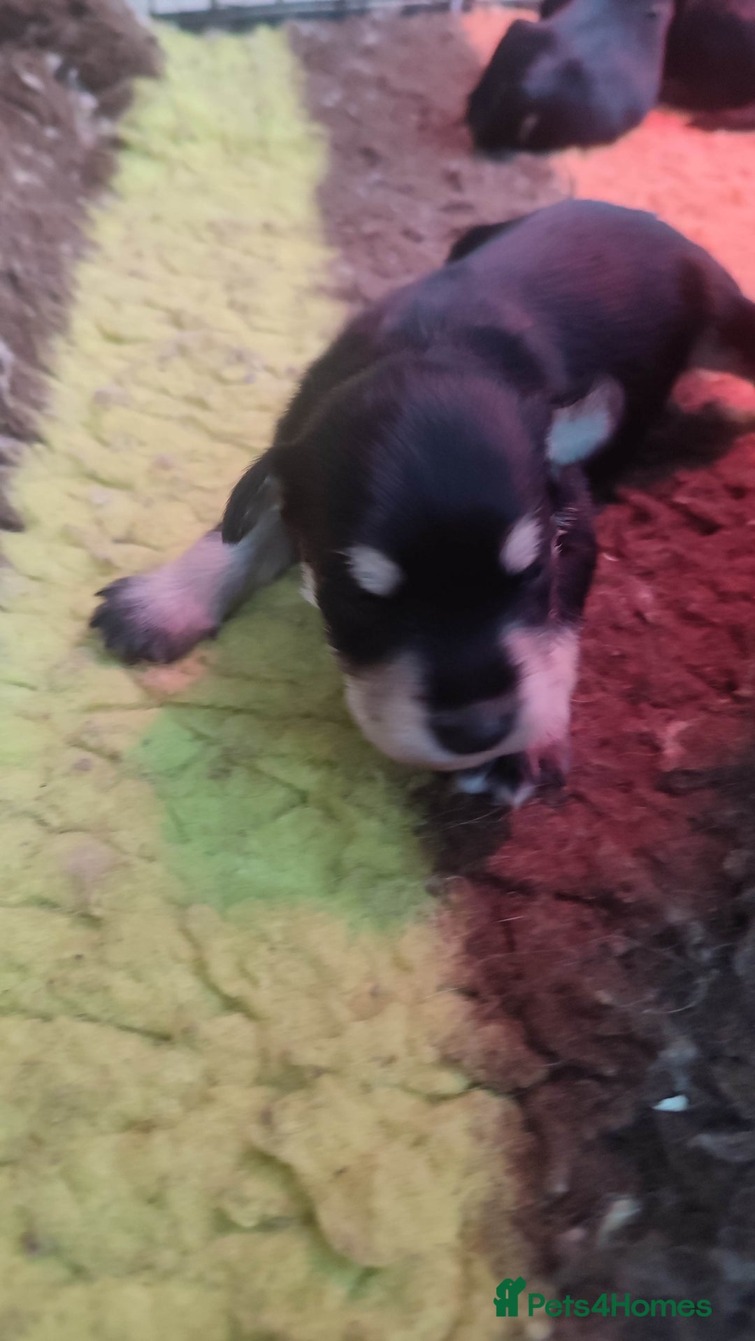 Miniature Schnauzer dogs for sale: Fully health tested and KC registered  - Advert 5