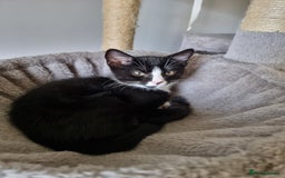 Mixed Breed cats for sale: Bengal x British Short Hair Kitten  - Image 7