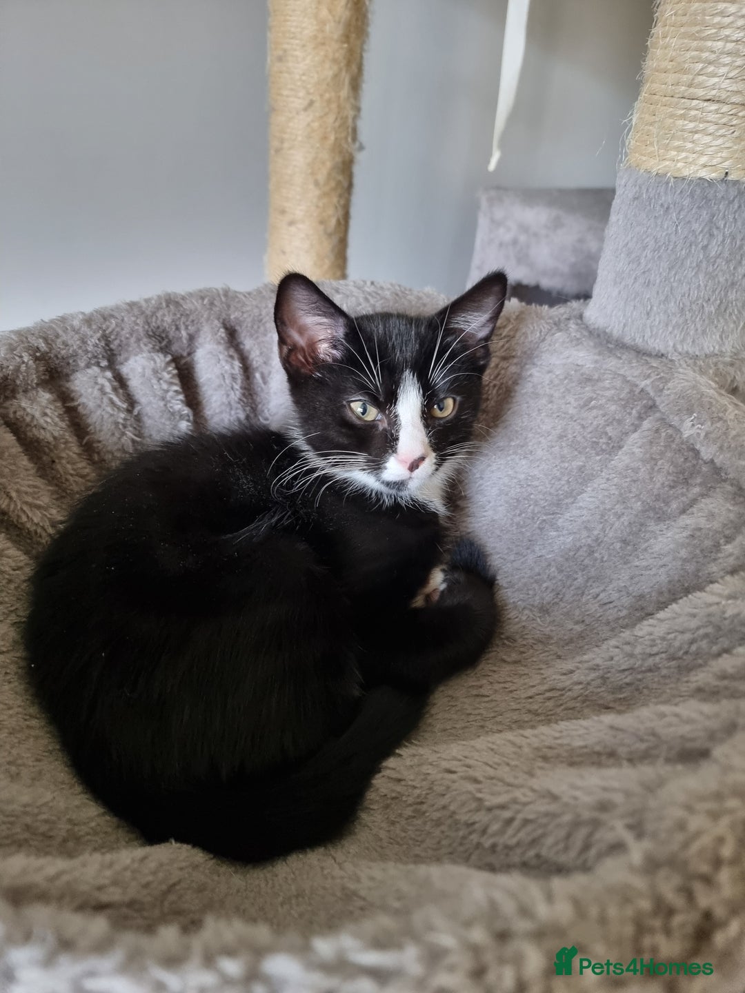 Mixed Breed cats for sale: Bengal x British Short Hair Kitten  - Image 7