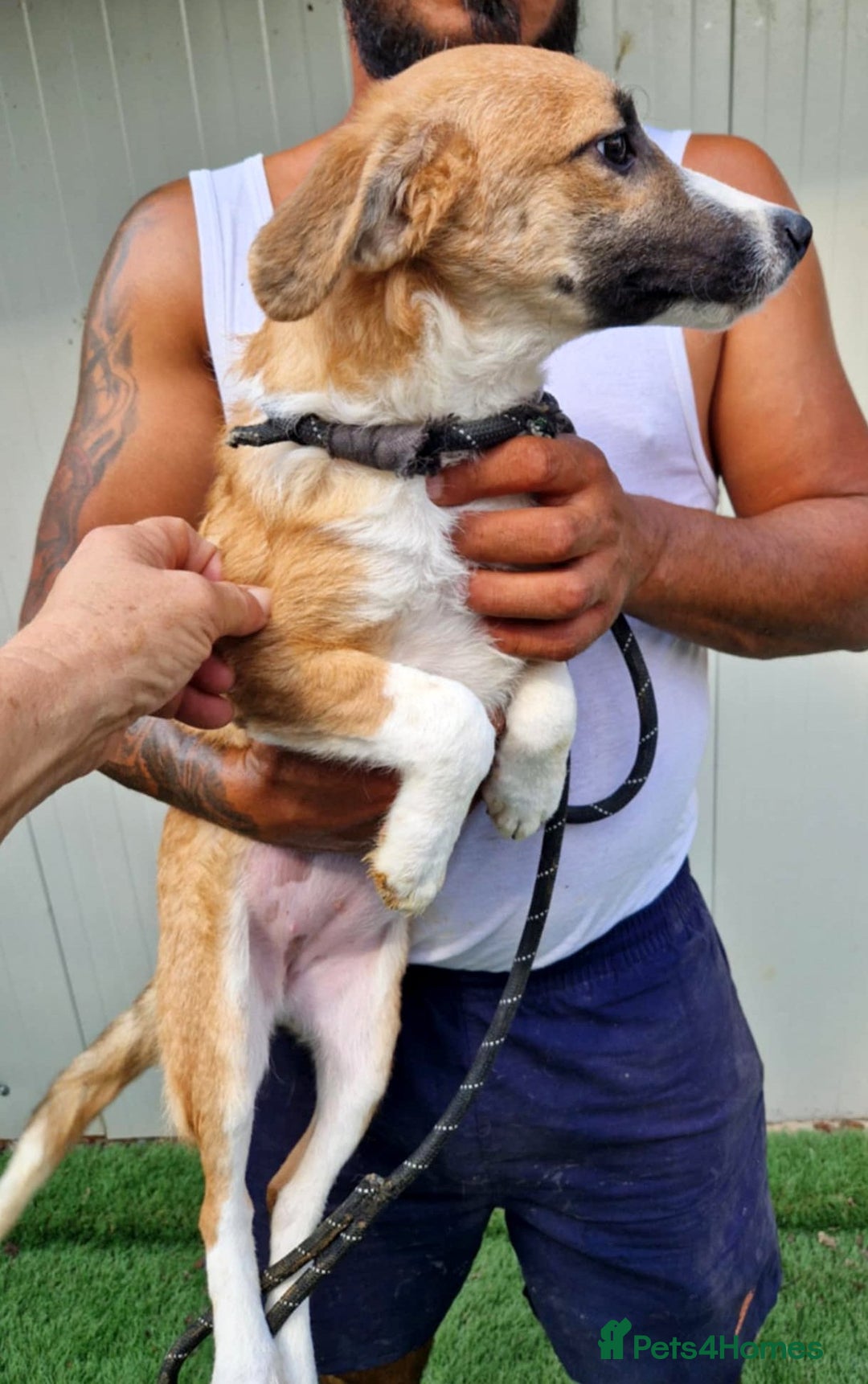 Mixed Breed dogs for adoption: 🐾 Rosie – the gentle girl everyone overlooks ❤️ - Advert 6