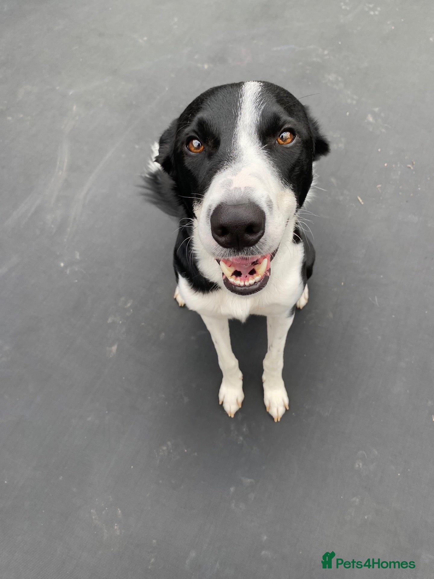 Border Collie dogs Sunny- the man the myth the legend - Advert 12